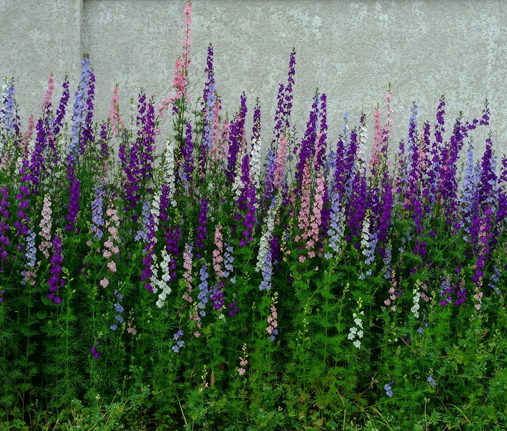 flowers