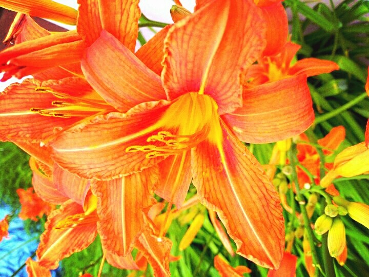Flora