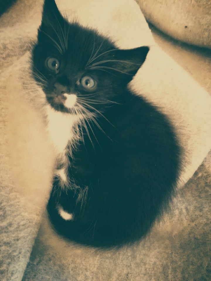 cat