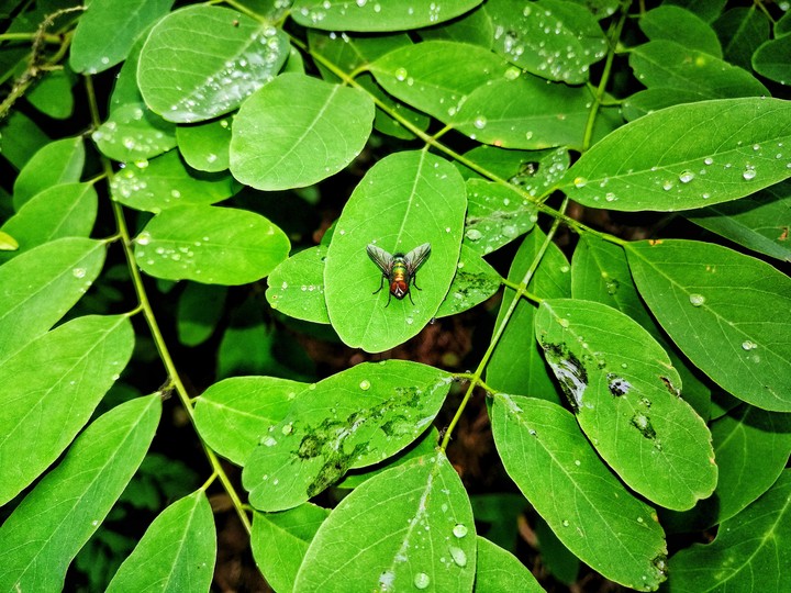 green