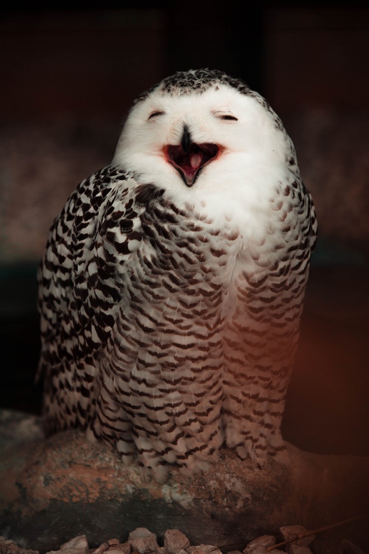 laughing Owl