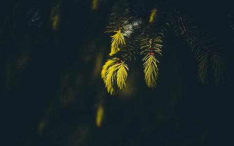 greenery