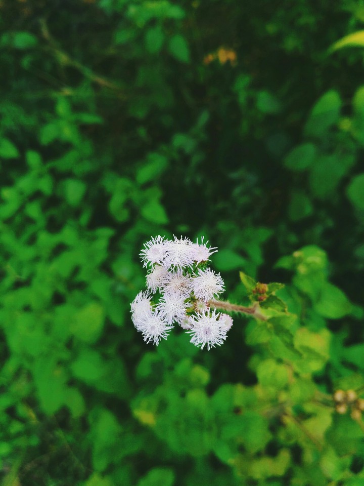 Roadside