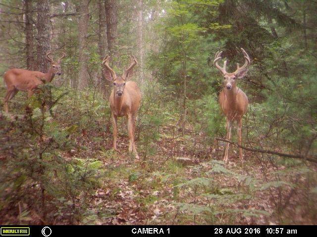 early fall trail cam