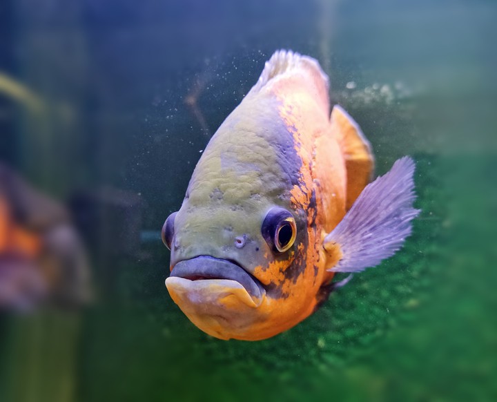 Fishyfish