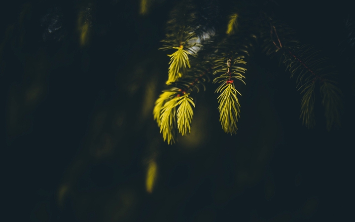 greenery