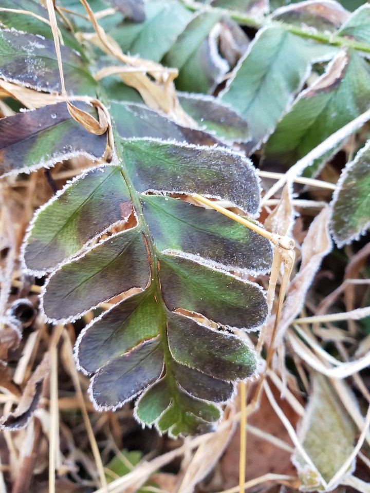 frosted fern