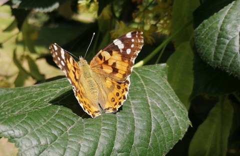 butterfly