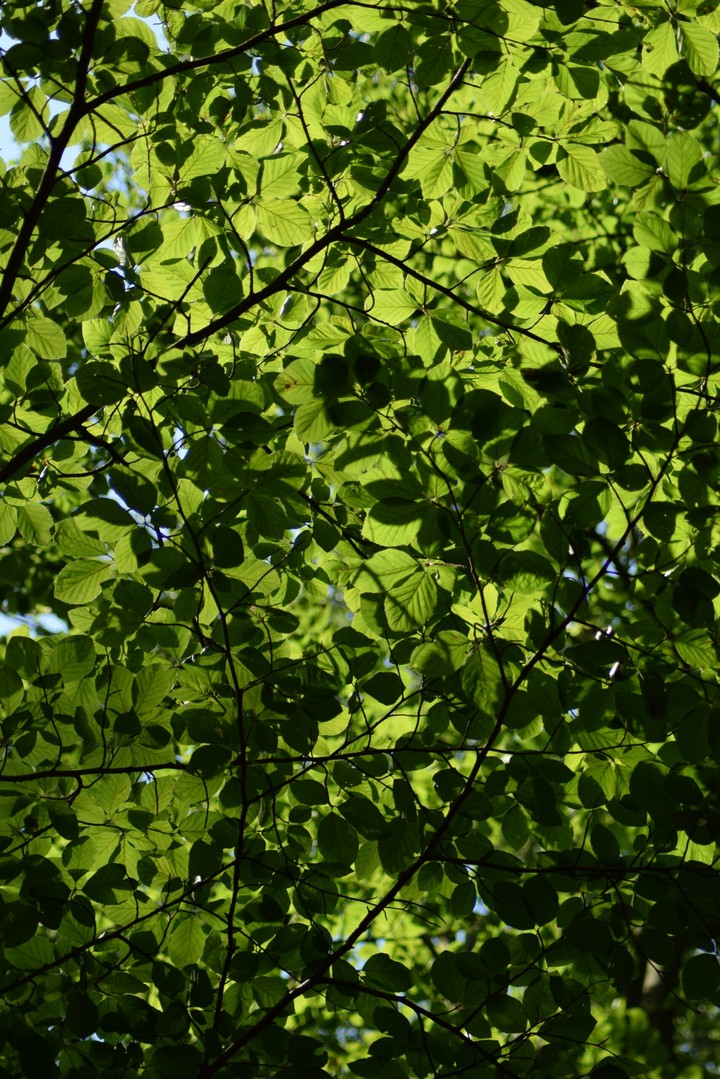 trees