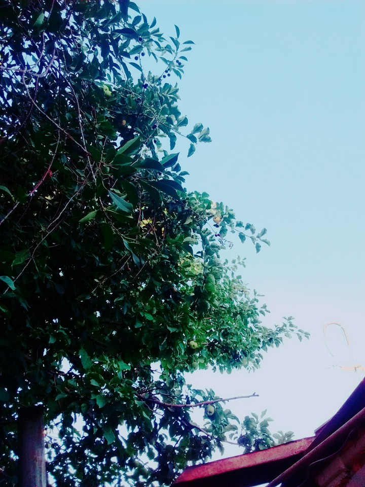 nature