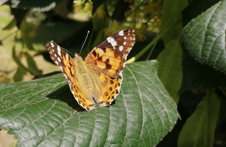 butterfly