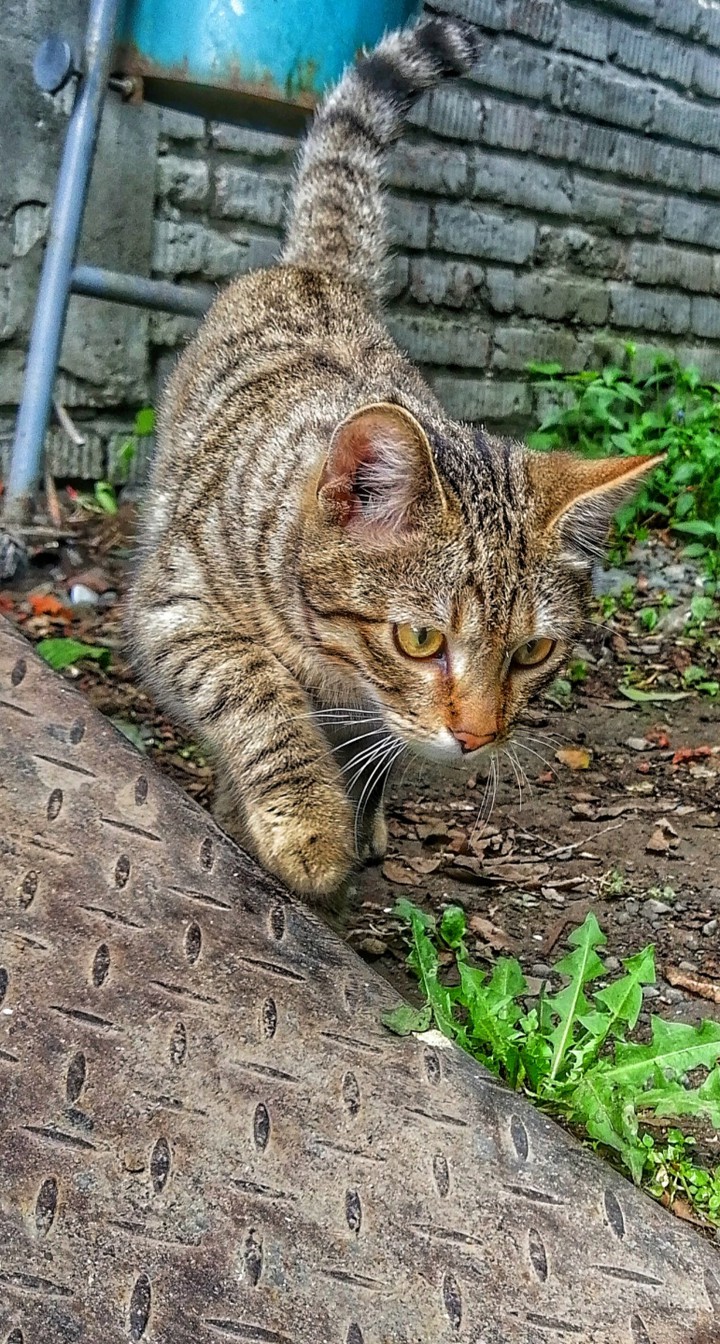 cat