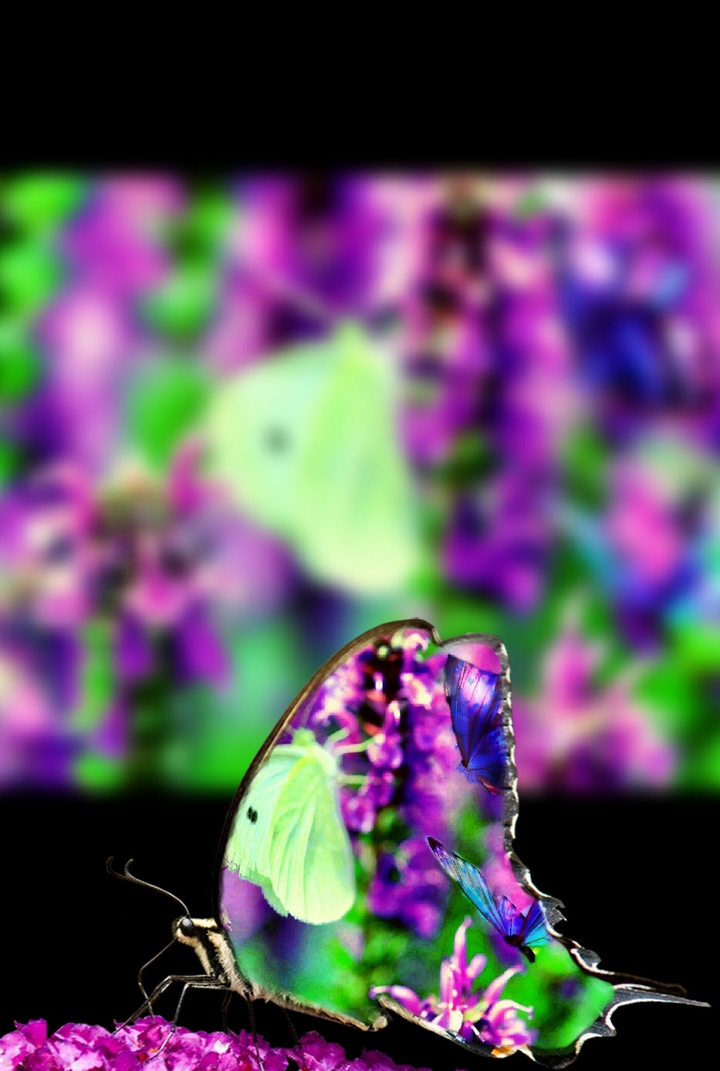 butterflies