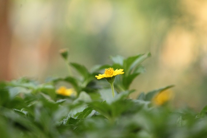 small beautiful yellow flower.