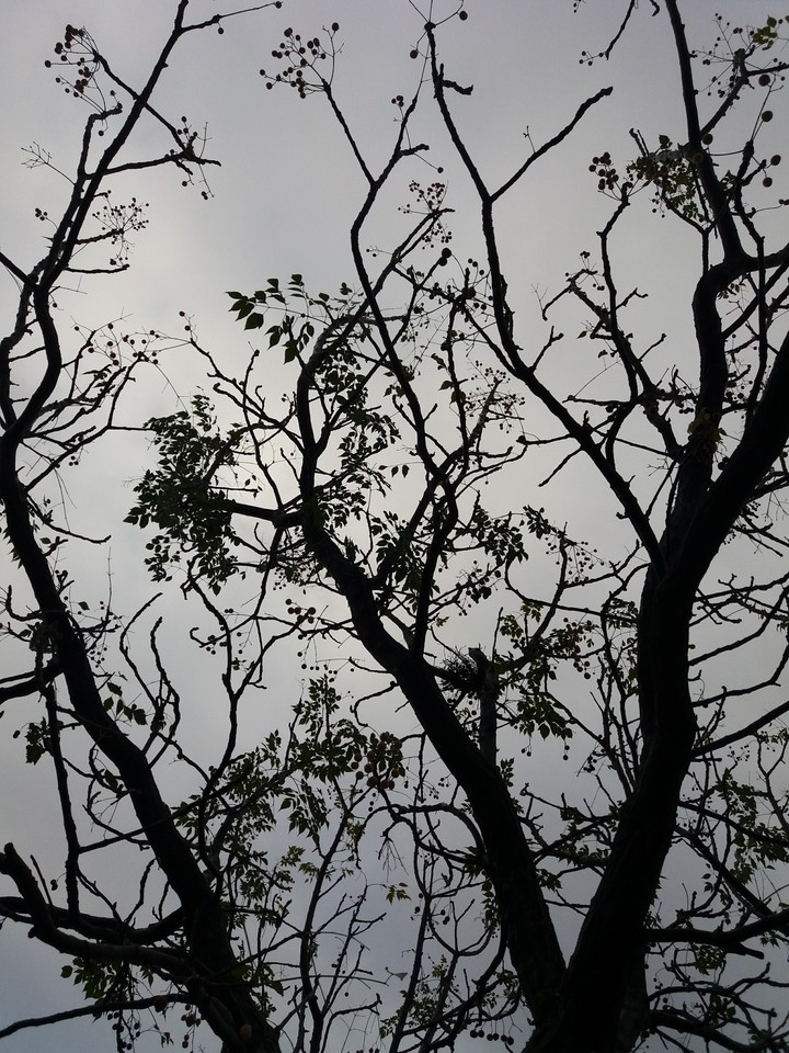 dark one