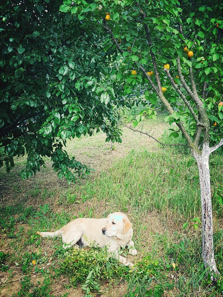 Labrador