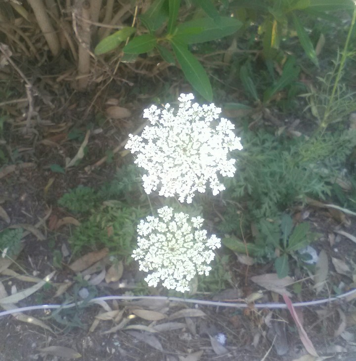 twin wild flowers