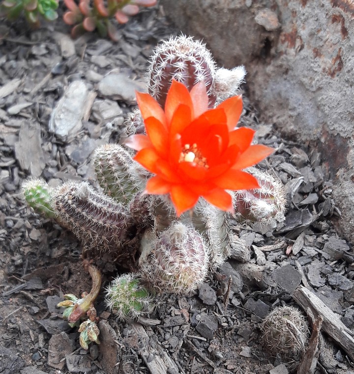 Orange beauty