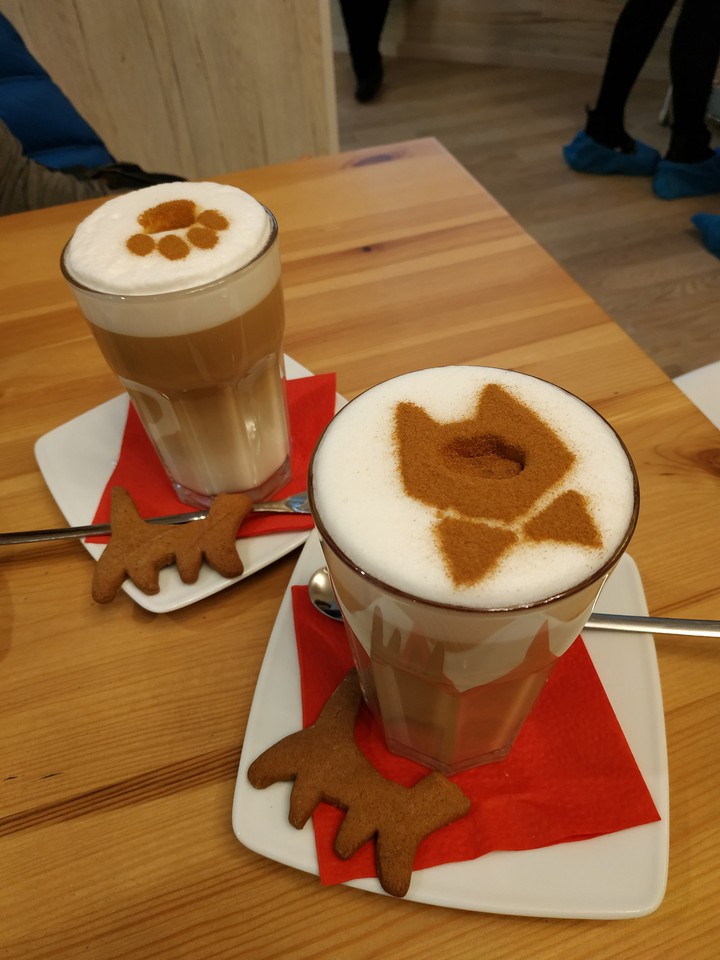 coffee, cats