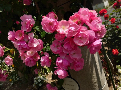 groundcover, houseplant桌布