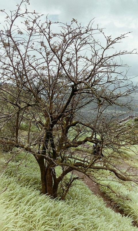 tree