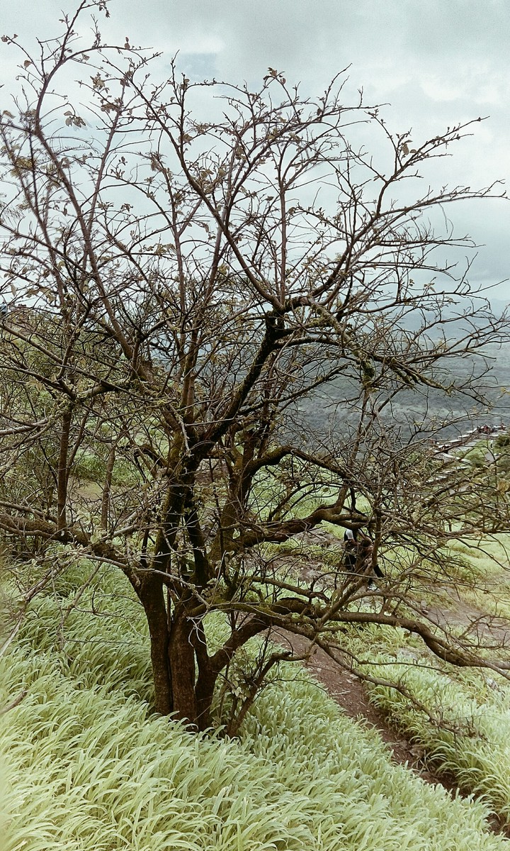 tree