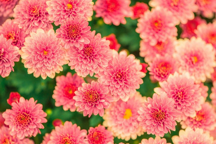 pink flower