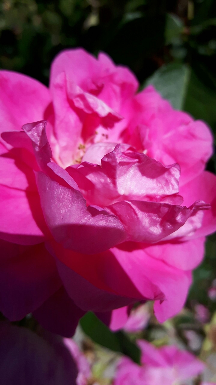 beautiful pink rose