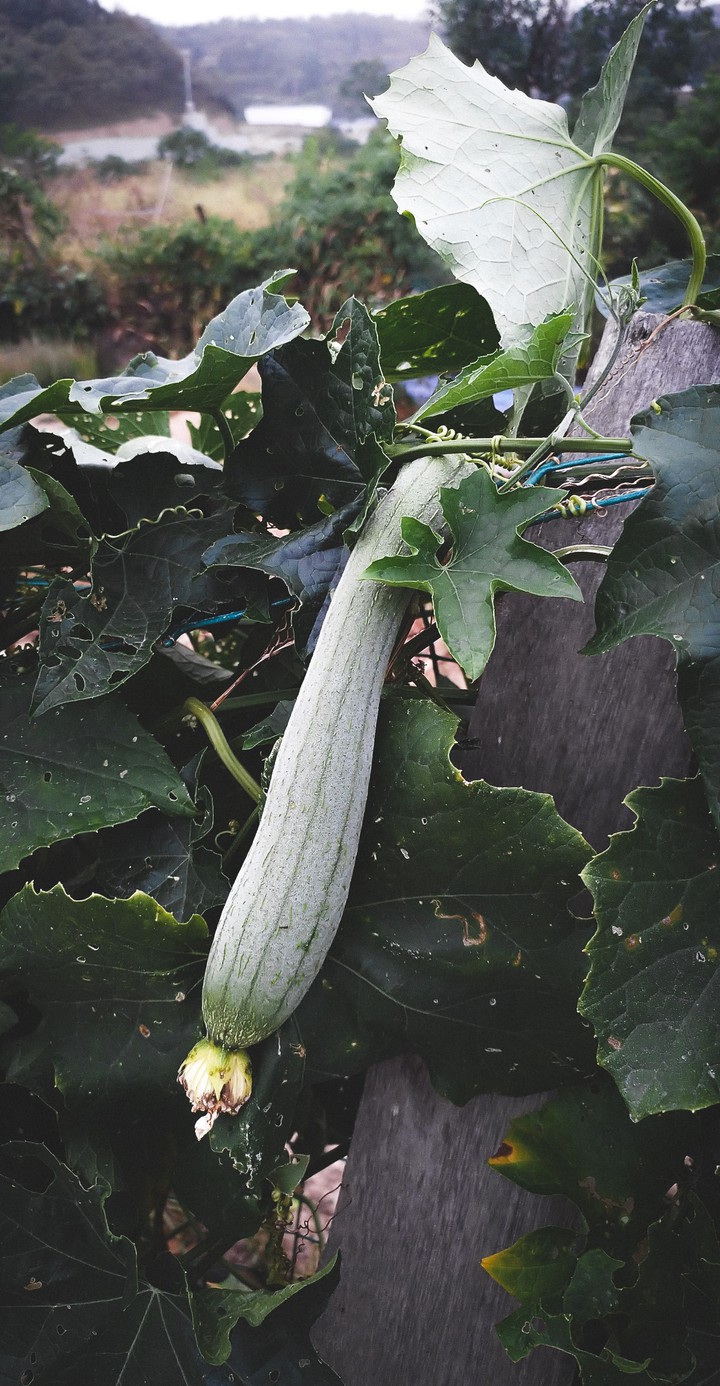 towel gourd