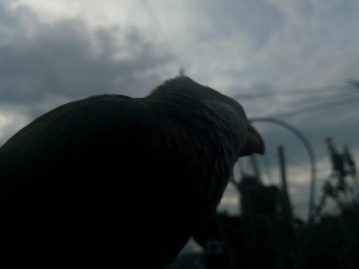 Panchito