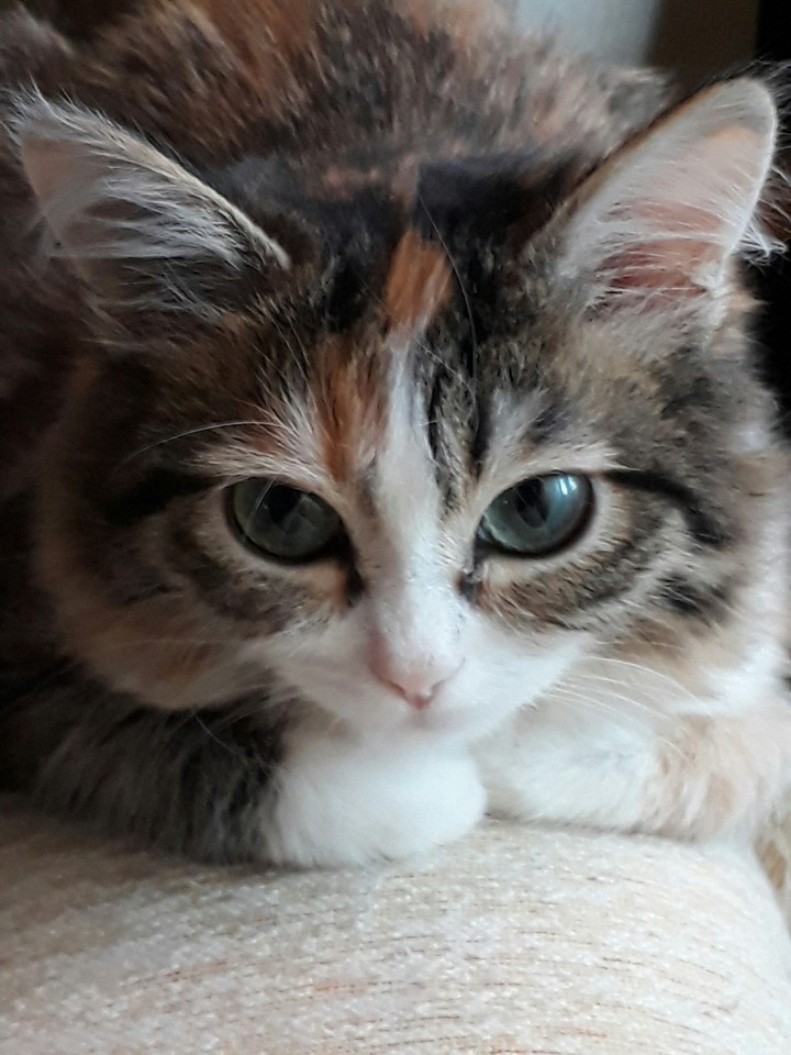 my cat Varvara