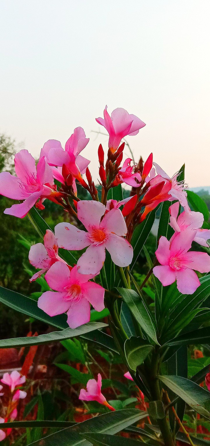 Pink flower