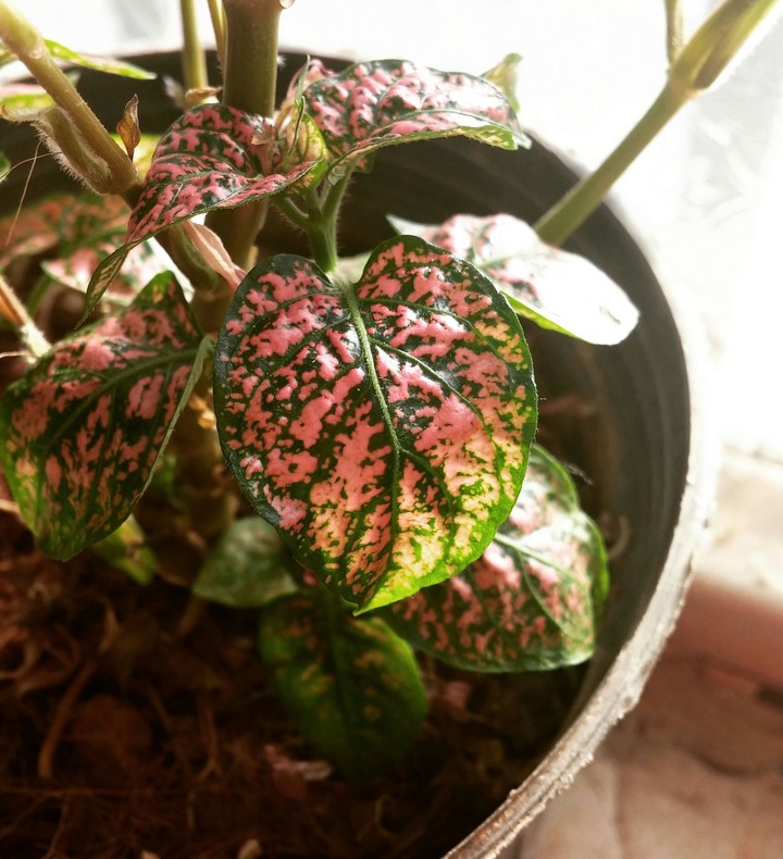 fresh flower