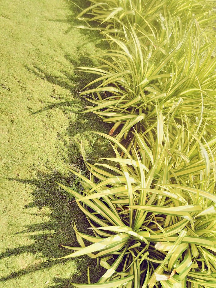 plant