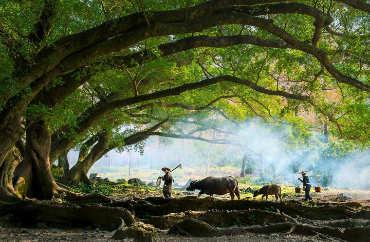 Miền quê