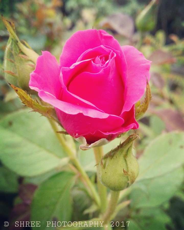 Pink Rose