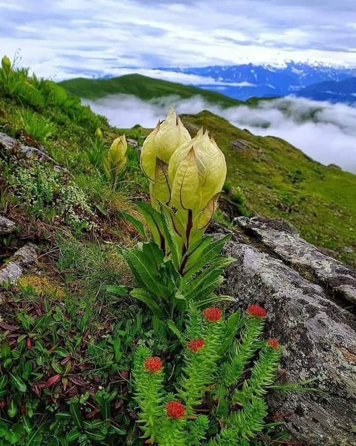 nature