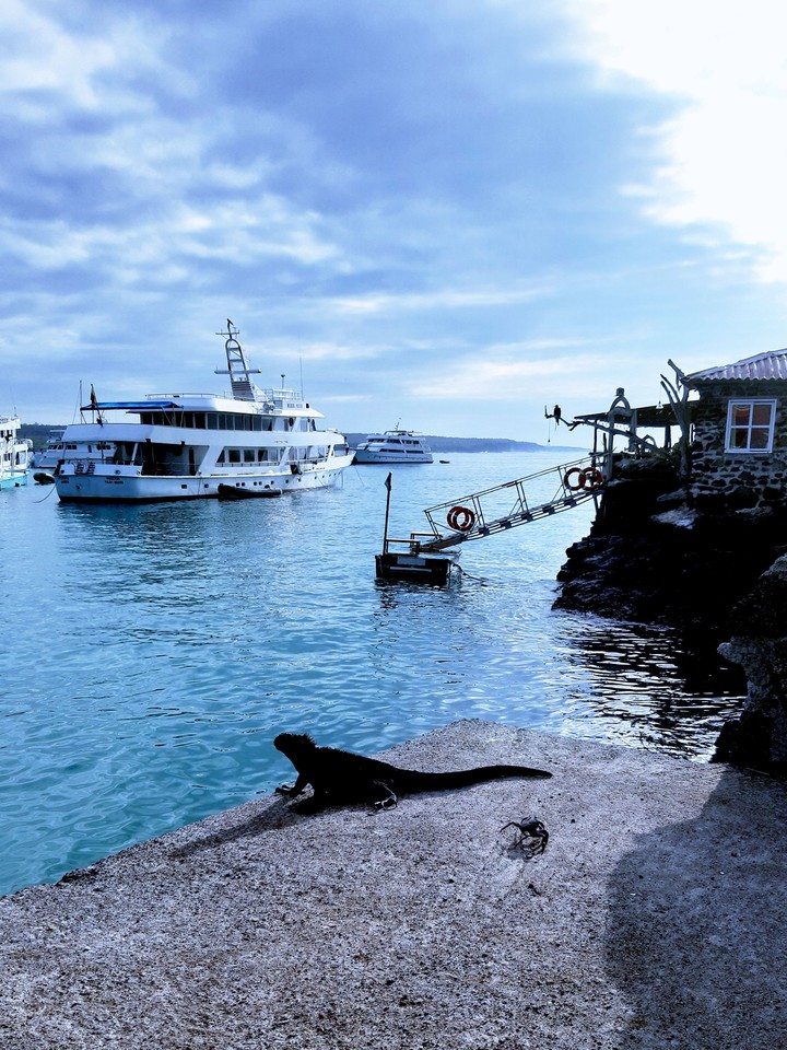 Iguana