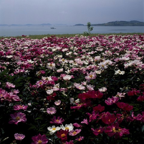 Asia