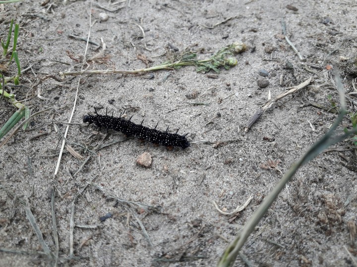 little caterpillar