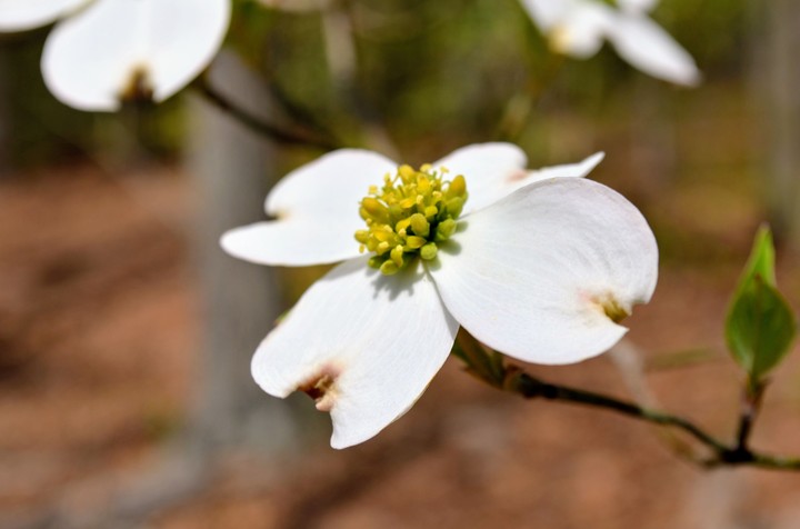 dogwood