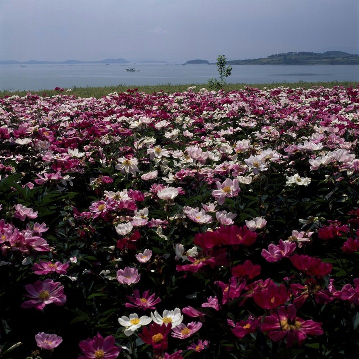 Asia