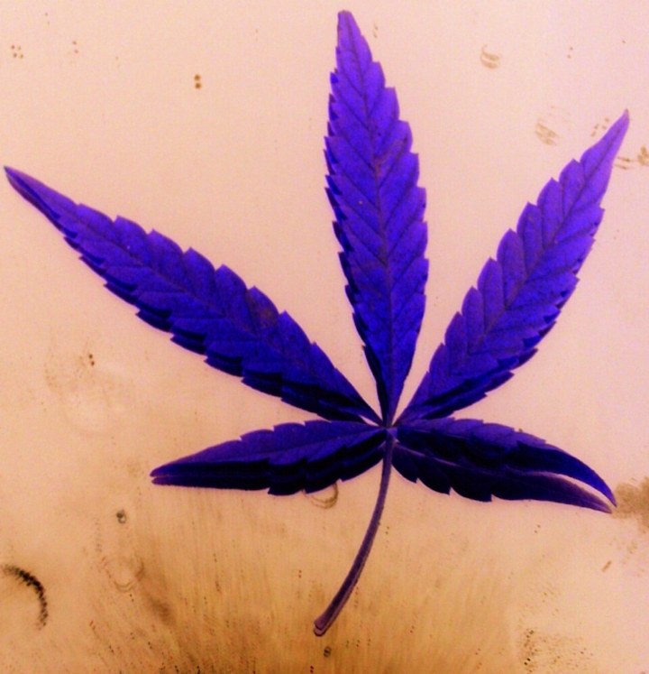 purple marijuna..rare