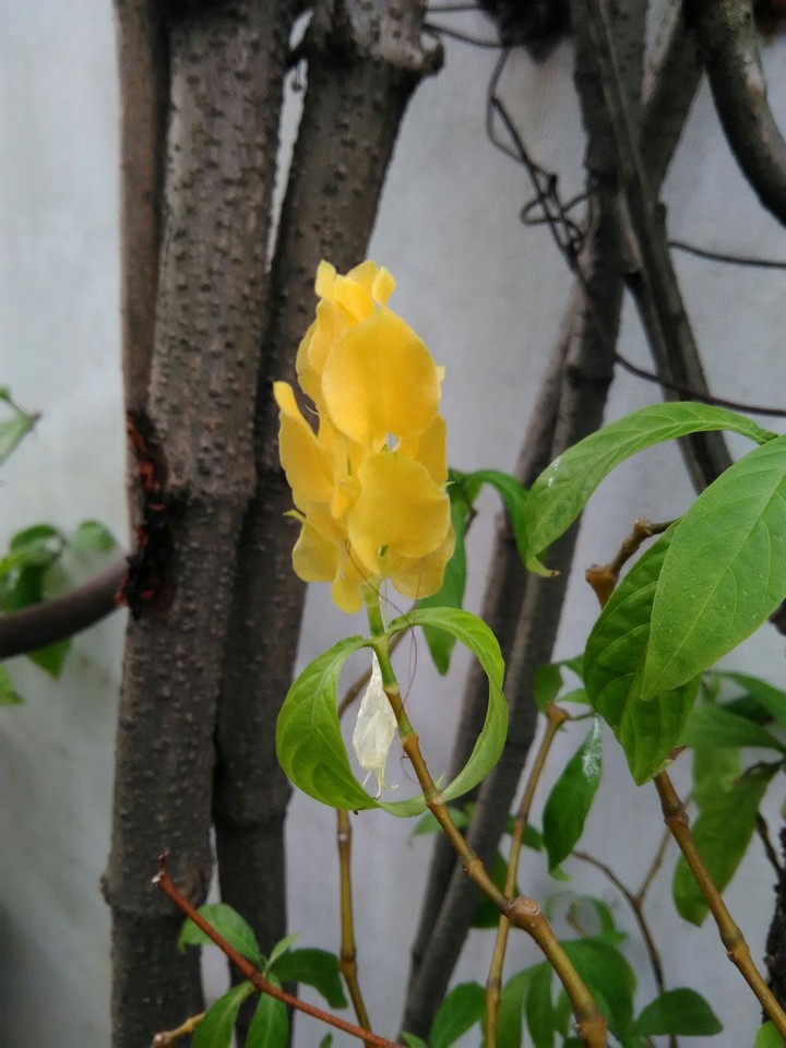 The Last Flower on my tree :(