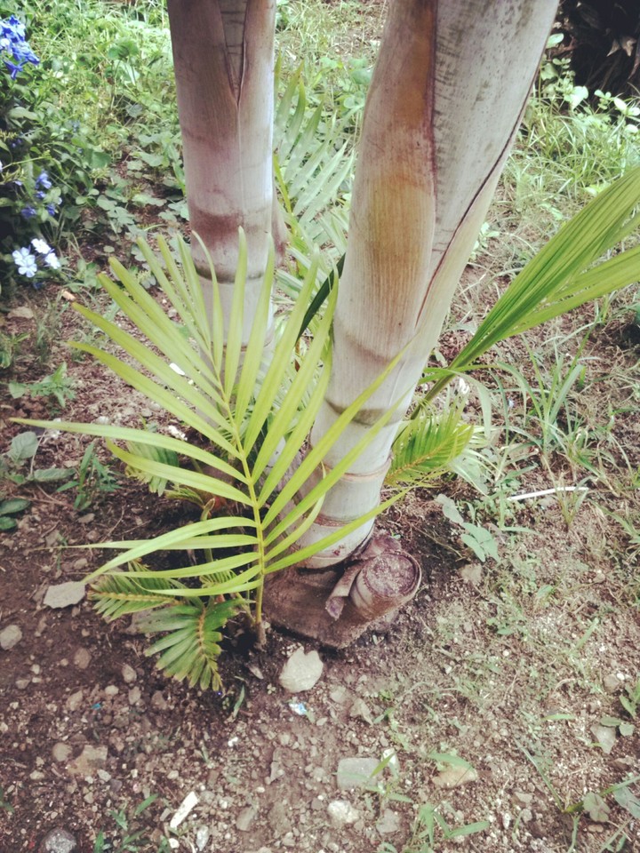 Natural