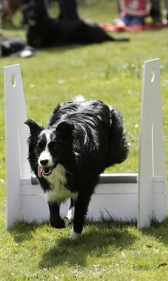 If it's not a border collie it's just a dog