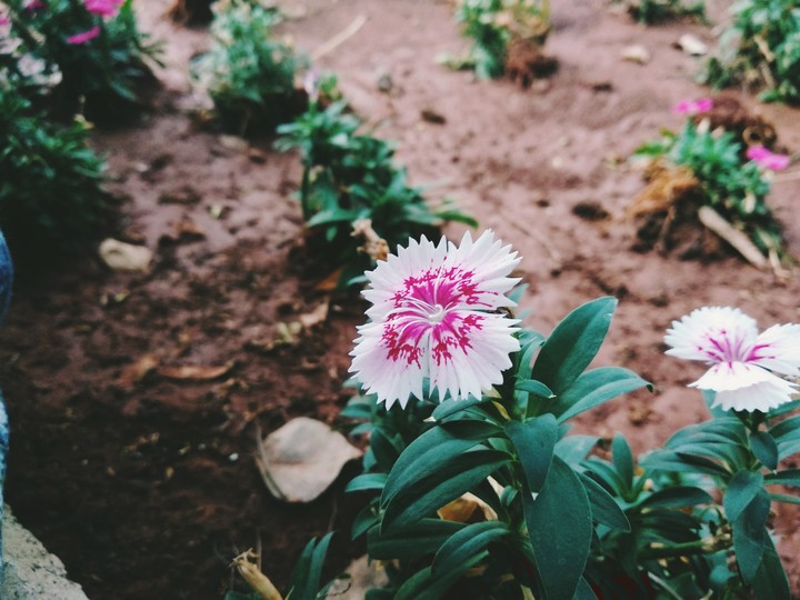 #flowerslove