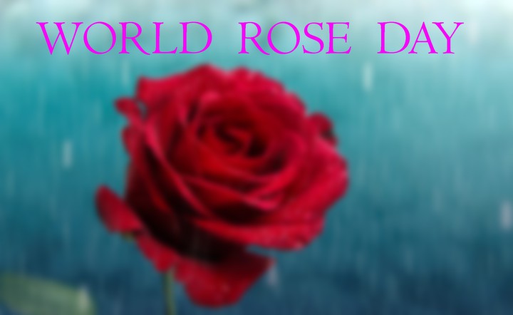 rose day