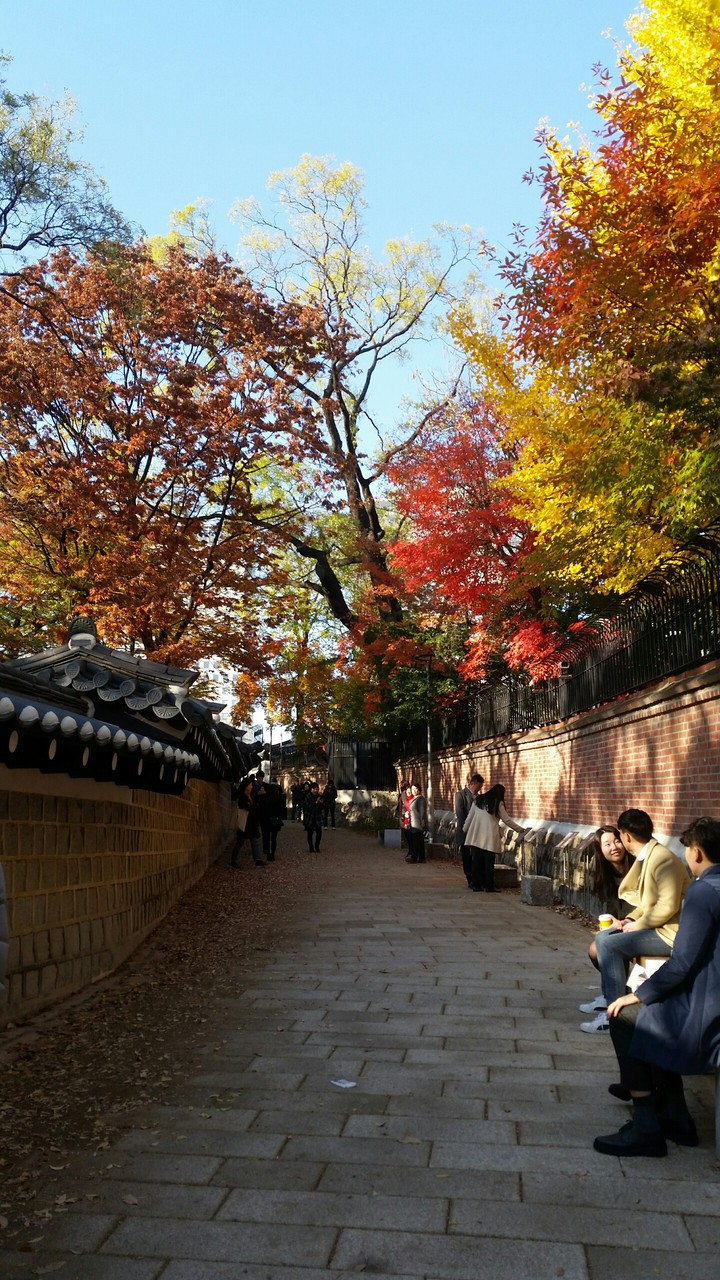 Maple leaves in Seoul