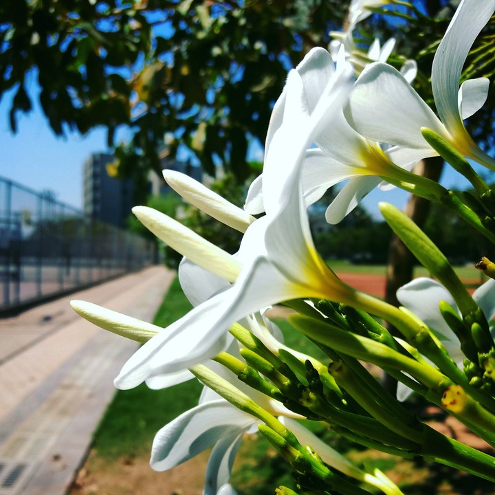 flower